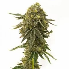 Bubba Kush Seeds