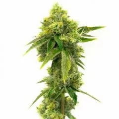 Northern Lights Seeds