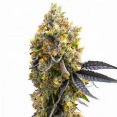 Disco Bizkit Seeds