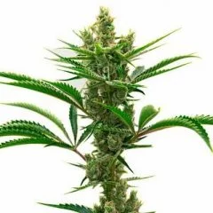 Runtz Seeds