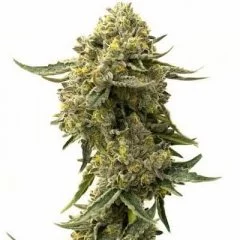Cookies & Cream Seeds