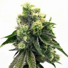 Purple Urkle Seeds