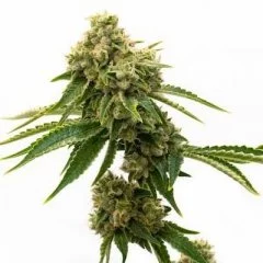 G13 Seeds