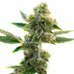 Triangle Kush Seeds