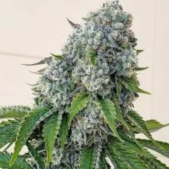 Chem Fuego Seeds