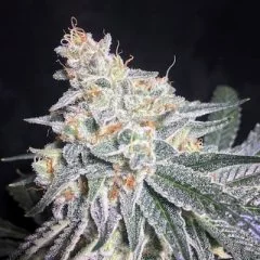 Medical Glue Seeds