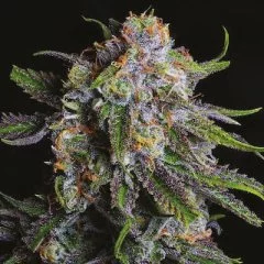 Grandaddy Purple Seeds