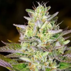 Huckleberry Diesel V2 Seeds