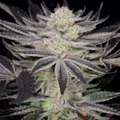 Huckleberry Kush V4 Seeds