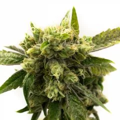 Chemdawg #4 Seeds