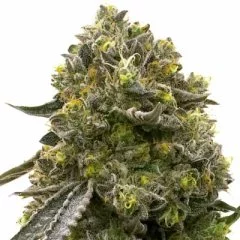 Wedding Cake Seeds