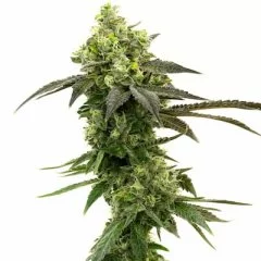 Gorilla Glue #4 Feminized Seeds