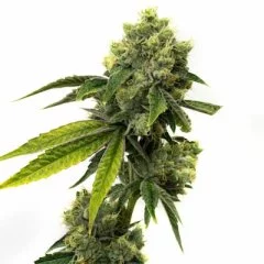 Strawberry Kush Seeds