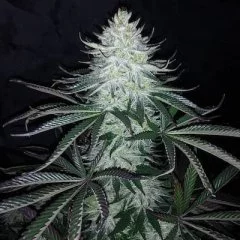 Super Silver Hashplant Seeds