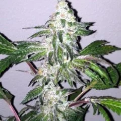 Girl Scout Cookies Seeds