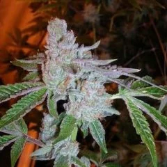 Tahoe OG Kush Seeds