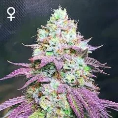 Purple Aliens Seeds