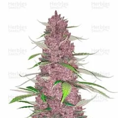 Purple Juice Seeds