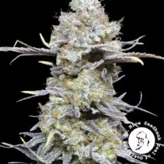 Skunk Haze Seeds