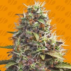 Pellezino Cookies Seeds