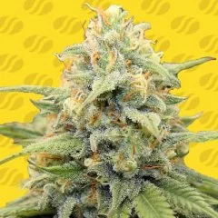 Apple Fritter Auto Seeds