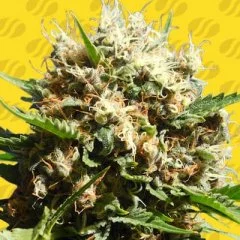 Runtz Auto Seeds