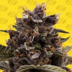 Black Dog Auto Seeds