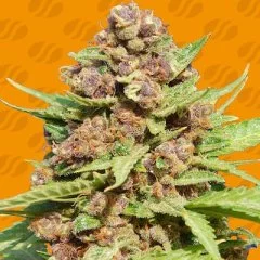 Purple Punch Cookies Seeds