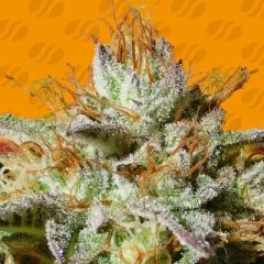 Wedding Cookies Seeds