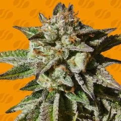 Bruce Cookies Seeds