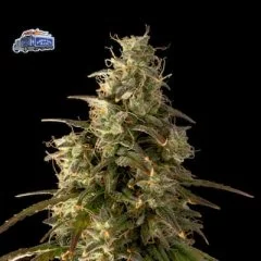 Alaskan Diesel Auto Feminised Seeds