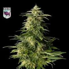 Alaskan Purple Auto Feminised Seeds