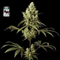 Alaskan Purple Feminised Seeds