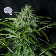 Amnesia Regular Seeds