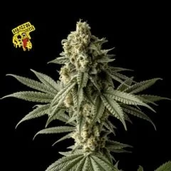 Badazz OG Cheese Feminised Seeds