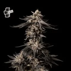 Black Sugar Feminised Seeds