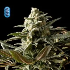 Blueberry Feminised Seeds