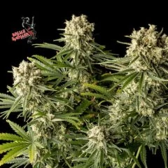 Bruce Banger Feminised Seeds