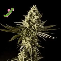 Bubba Kush Feminised Seeds