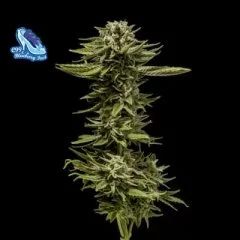 C99 X Blueberry FAST Feminised Seeds