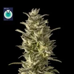 CBDV 1:1 Auto Feminised Seeds