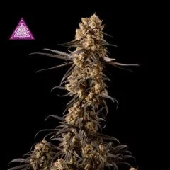 Critical Purple Kush Feminised Seeds