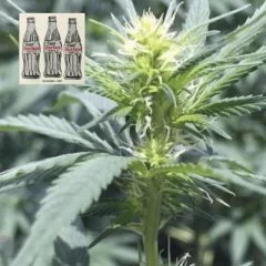 Diet Durban THCV 1:1 Feminised Seeds