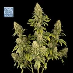 Doctor Seedsman CBD 30:1 Feminised Seeds