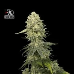 Fuel D.OG Feminised Seeds