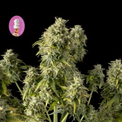 Gelat.OG Feminised Seeds