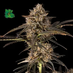 Green Crack Auto Feminised Seeds