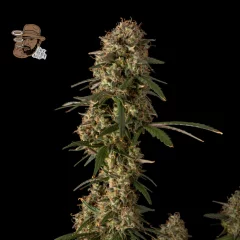 Jack Herer Auto Feminised Seeds