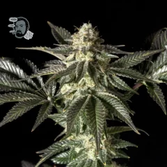 Jack Herer FAST Feminised Seeds