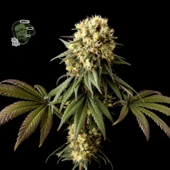 Jack Herer Feminised Seeds